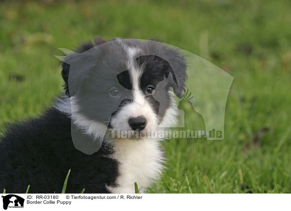 Border Collie Welpe / Border Collie Puppy / RR-03180