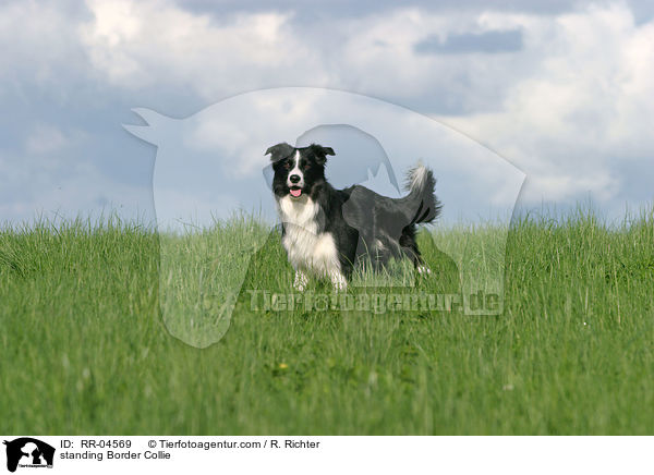 stehender / standing Border Collie / RR-04569