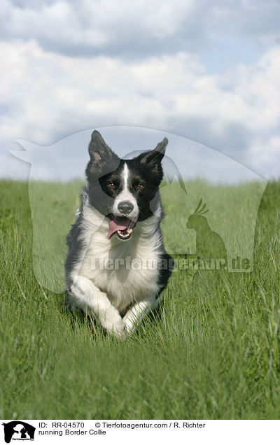 rennender / running Border Collie / RR-04570