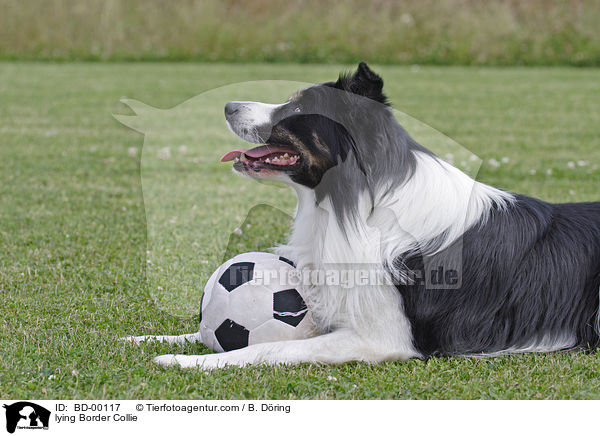 liegender Border Collie / lying Border Collie / BD-00117