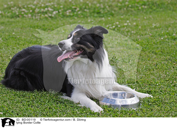 liegender Border Collie / lying Border Collie / BD-00119