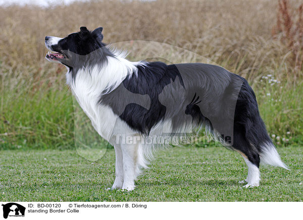 stehender / standing Border Collie / BD-00120