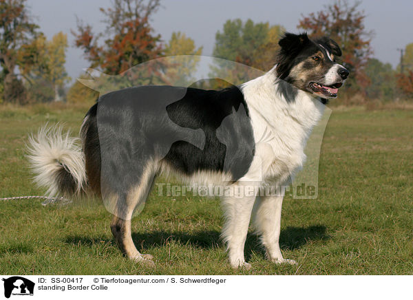 stehender Border Collie / standing Border Collie / SS-00417