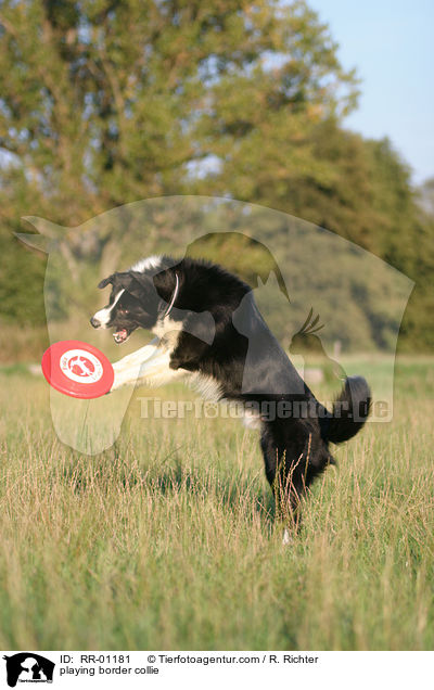 Border Collie fngt Frisbee / playing border collie / RR-01181