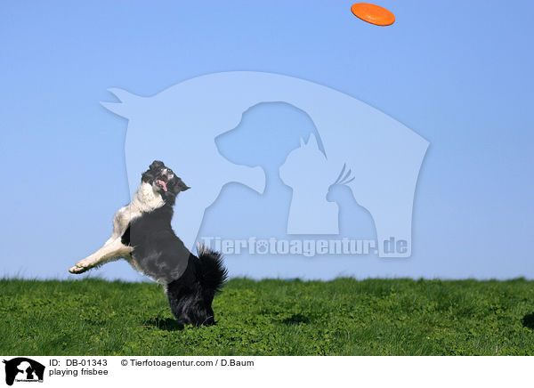 Border Collie beim Frisbee-Spiel / playing frisbee / DB-01343