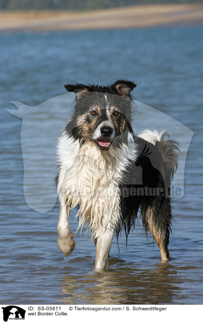 nasser Border Collie / wet Border Collie / SS-05811