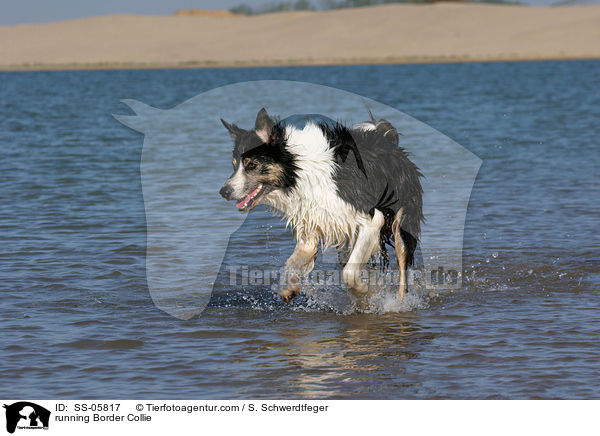 rennender Border Collie / running Border Collie / SS-05817