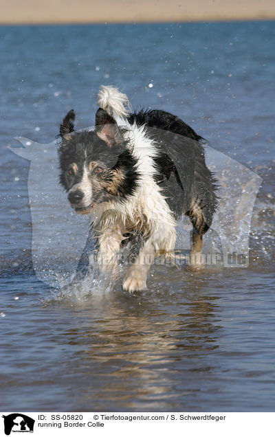 rennender Border Collie / running Border Collie / SS-05820