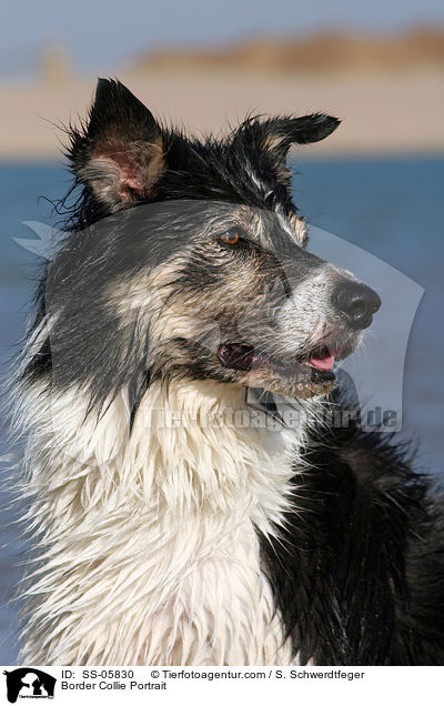 Border Collie Portrait / Border Collie Portrait / SS-05830