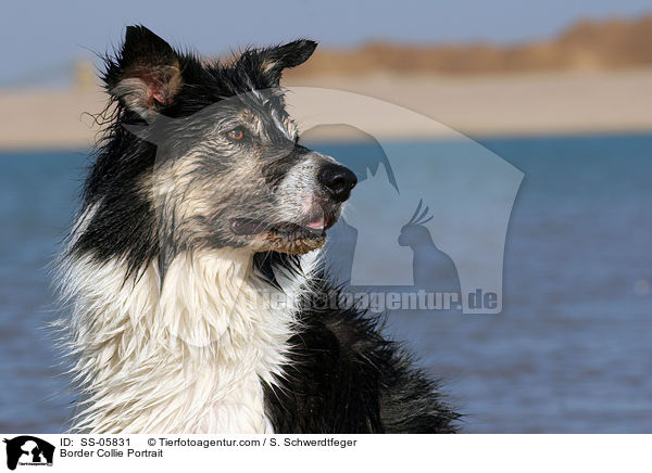 Border Collie Portrait / Border Collie Portrait / SS-05831