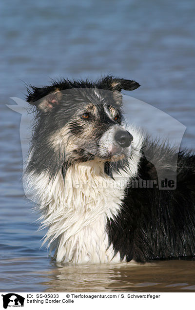 badender Border Collie / bathing Border Collie / SS-05833