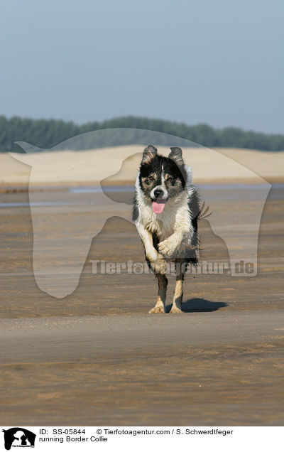 rennender Border Collie / running Border Collie / SS-05844