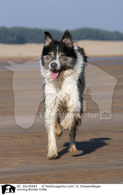 rennender Border Collie / running Border Collie / SS-05845