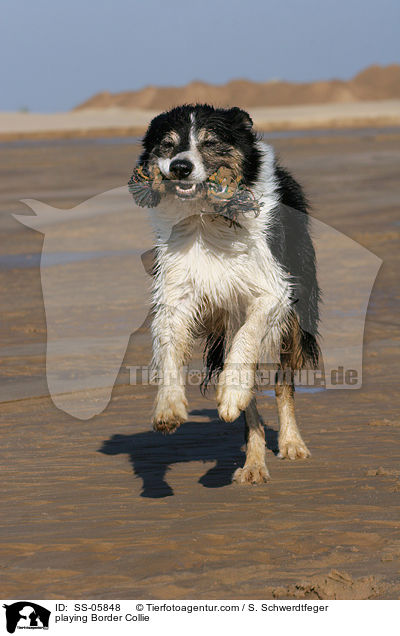 spielender Border Collie / playing Border Collie / SS-05848