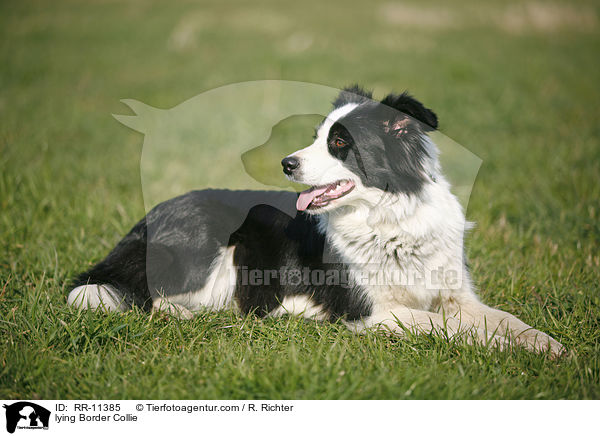 liegender Border Collie / lying Border Collie / RR-11385