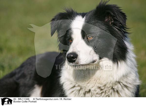 Border Collie Portrait / Border Collie Portrait / RR-11388