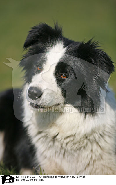Border Collie Portrait / Border Collie Portrait / RR-11392