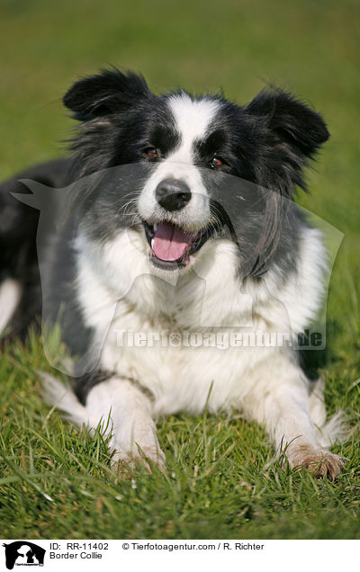 Border Collie / Border Collie / RR-11402