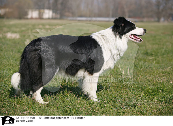 Border Collie / Border Collie / RR-11408