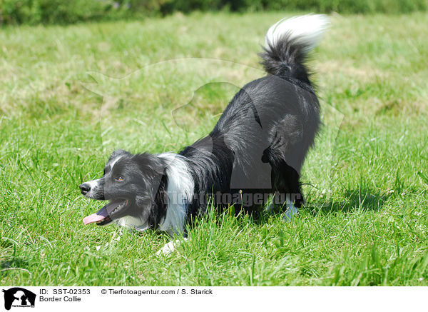Border Collie / Border Collie / SST-02353
