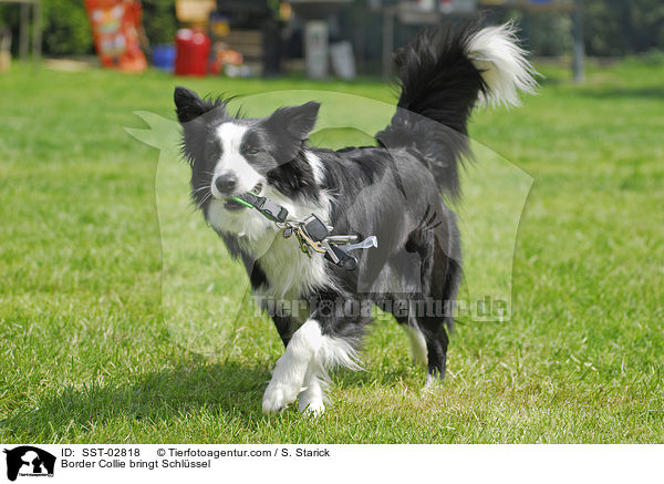 Border Collie bringt Schlssel / Border Collie bringt Schlssel / SST-02818