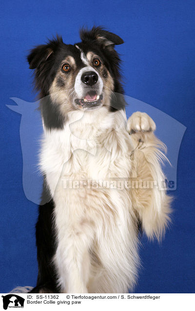 Border Collie gibt Pftchen / Border Collie giving paw / SS-11362