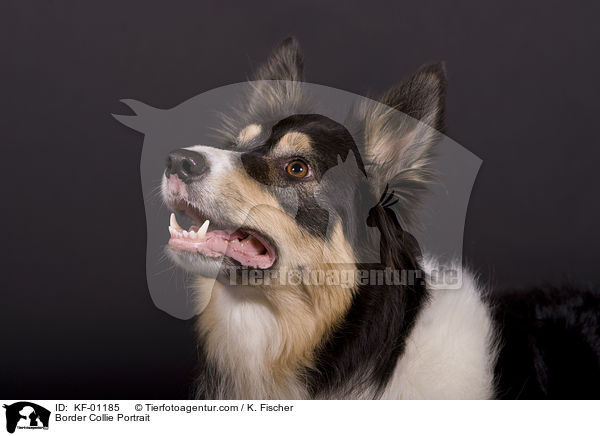 Border Collie Portrait / Border Collie Portrait / KF-01185