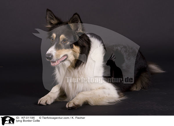 liegender Border Collie / lying Border Collie / KF-01186