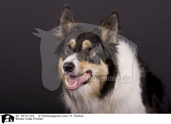 Border Collie Portrait / Border Collie Portrait / KF-01194