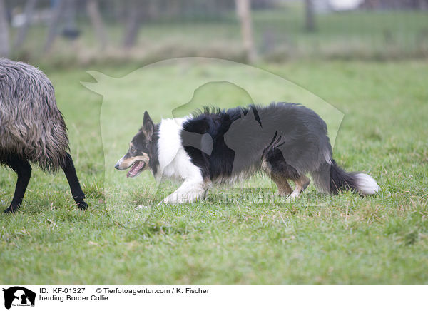 Border Collie bei der Htearbeit / herding Border Collie / KF-01327