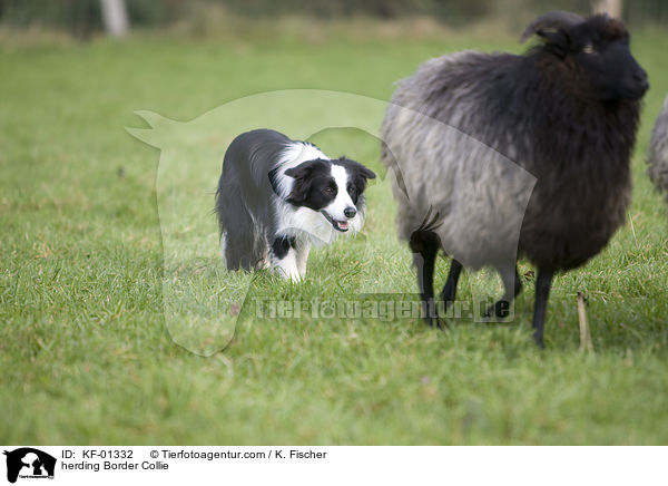 Border Collie bei der Htearbeit / herding Border Collie / KF-01332