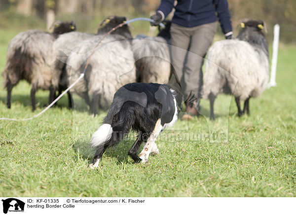 Border Collie bei der Htearbeit / herding Border Collie / KF-01335