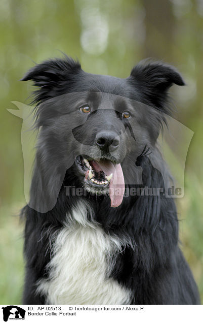 Border Collie Portrait / Border Collie Portrait / AP-02513