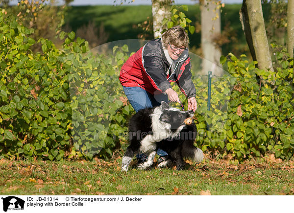 playing with Border Collie / JB-01314