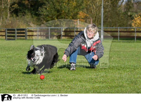 spielen mit Border Collie / playing with Border Collie / JB-01351