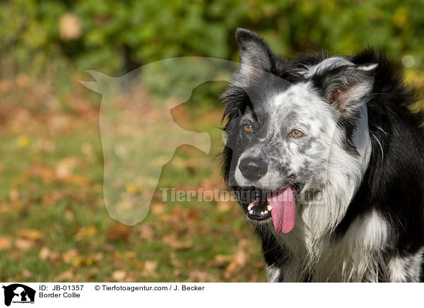 Border Collie / Border Collie / JB-01357