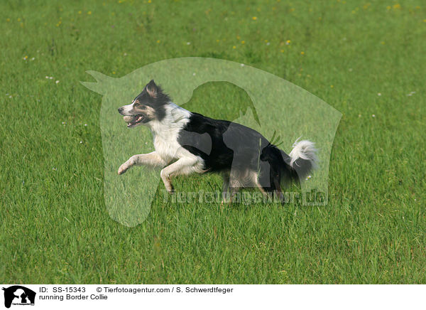 rennender Border Collie / running Border Collie / SS-15343