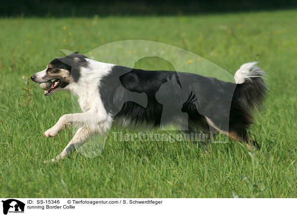 rennender Border Collie / running Border Collie / SS-15346