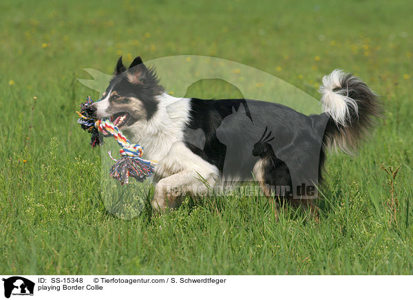 spielender Border Collie / playing Border Collie / SS-15348