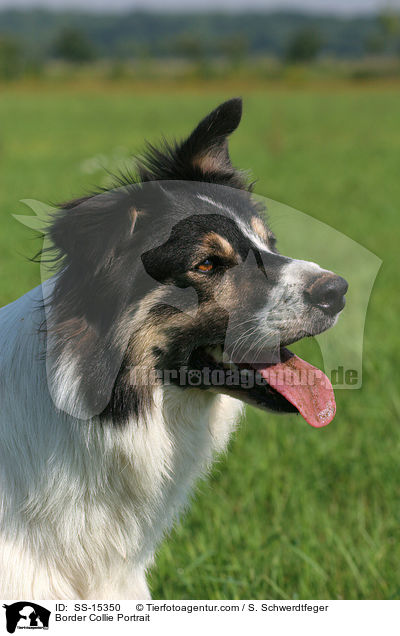 Border Collie Portrait / Border Collie Portrait / SS-15350