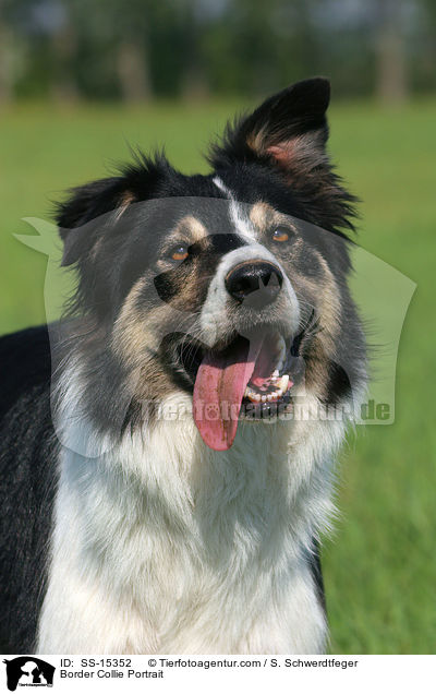 Border Collie Portrait / Border Collie Portrait / SS-15352