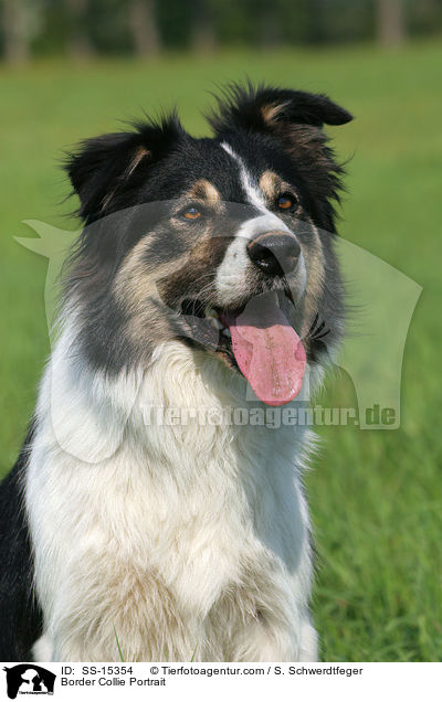 Border Collie Portrait / Border Collie Portrait / SS-15354