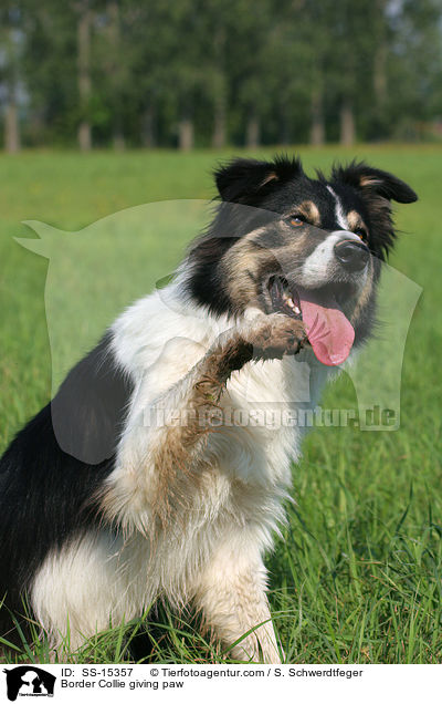 Border Collie gibt Pftchen / Border Collie giving paw / SS-15357