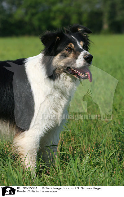 Border Collie auf Wiese / Border Collie in the meadow / SS-15361