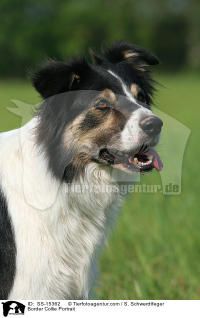 Border Collie Portrait / Border Collie Portrait / SS-15362