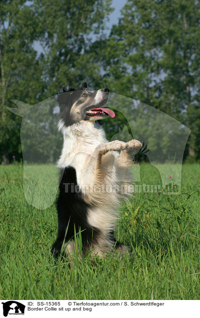 Border Collie macht M�nnchen / Border Collie sit up and beg / SS-15365