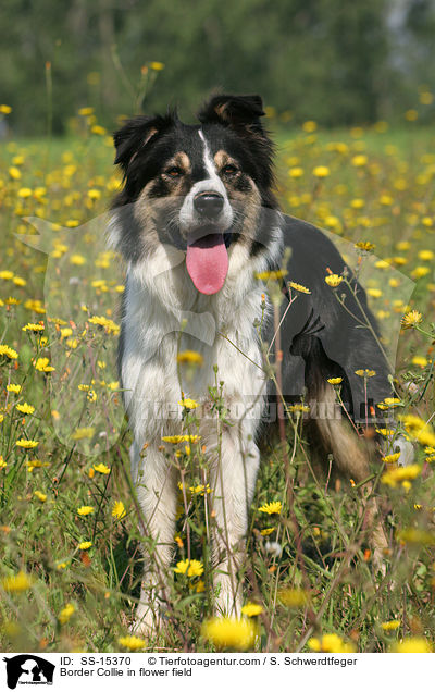 Border Collie auf Blumenwiese / Border Collie in flower field / SS-15370