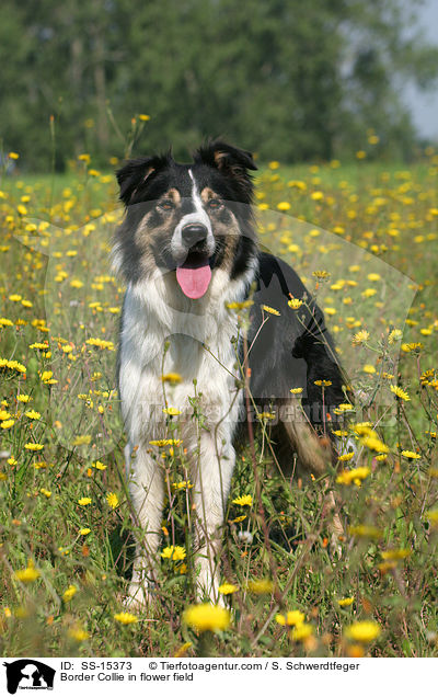 Border Collie auf Blumenwiese / Border Collie in flower field / SS-15373