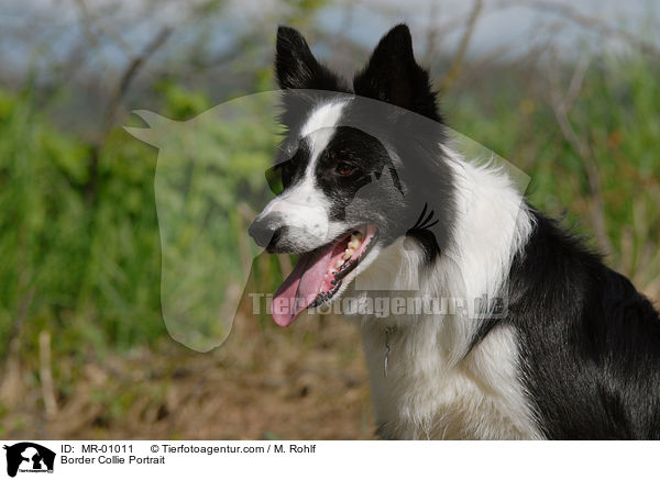 Border Collie Portrait / Border Collie Portrait / MR-01011
