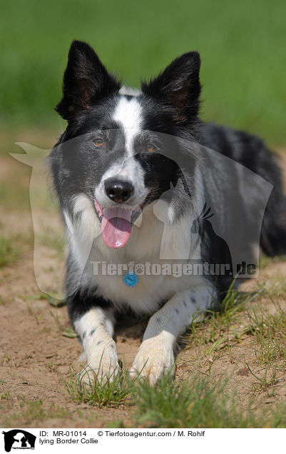 liegender Border Collie / lying Border Collie / MR-01014